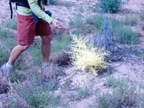 Burnng Bush
